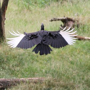 Abyssinian ground hornbill