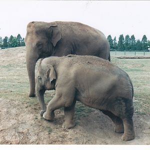Asian Elephants.