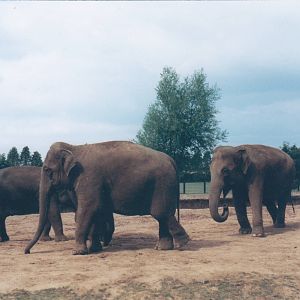 Asian elephants
