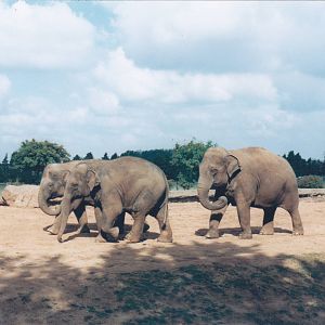 Asian elephants