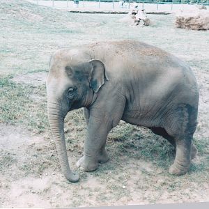 Asian elephant.