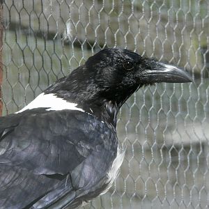 African Pied Crow at Hamerton Zoo, 23/08/14