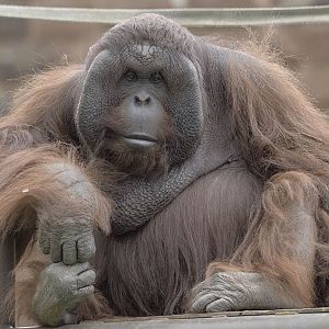 Tuan without a sack (1)