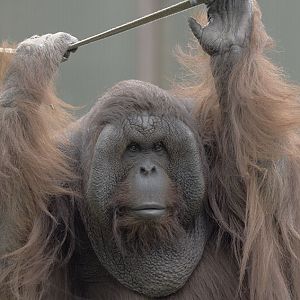 Tuan without a sack (2)