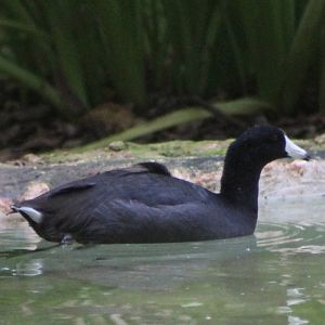 American coot