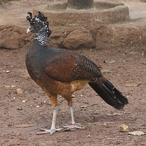 Great curassow female