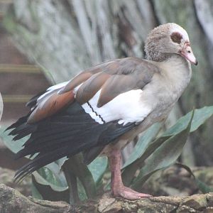 Egyptian goose