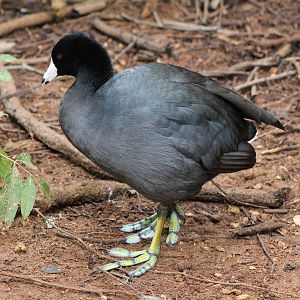 American coot