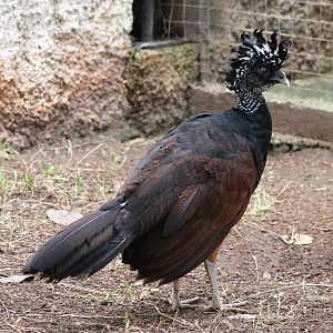 Great curassow female
