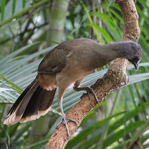 Plain chacalaca