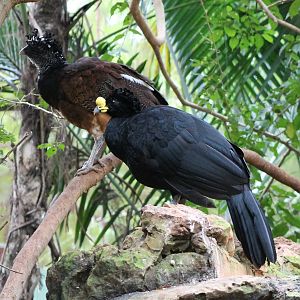 Pair of Great curassow