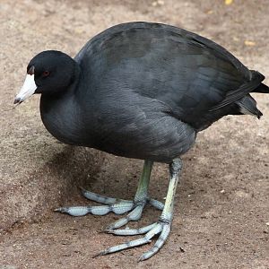 American coot