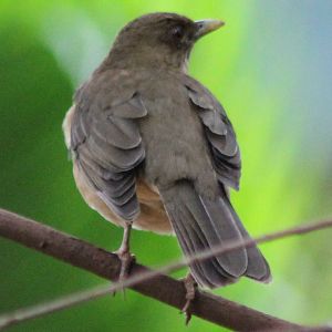 Clay-coloured thrush