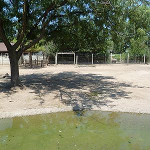 Horns + Antlers: Pronghorn Antelope Exhibit