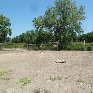 Horns + Antlers: Mule Deer Exhibit