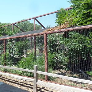 Turkey Vulture Exhibit