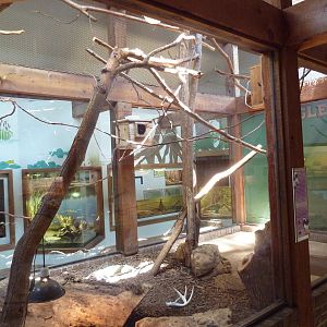 Wild Habitats Building (44 Species) - Cotton-Top Tamarin Exhibit