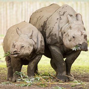 Greater One Horned Rhino Mum and Calf
