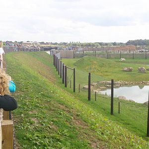 Crowds at polar bar enclosure