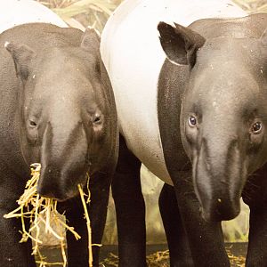 Malayan Tapir Pair