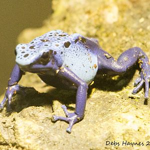 Blue Poison Arrow Frog