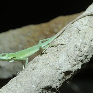 Green crested lizard