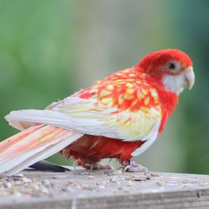 Rosella mutation