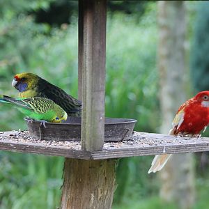 3 Australian parakeets
