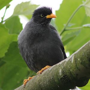 Crested myna