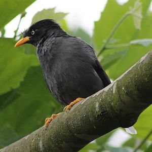 Crested myna