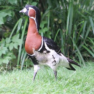 Red-breasted goose