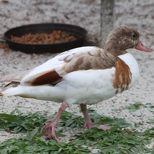 Shelduck mutation