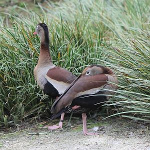 Black-bellied whistling ducks