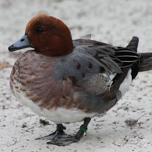 Wigeon