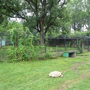 African Spurred Tortoise Exhibit (African Wild Dog Exhibit in background)