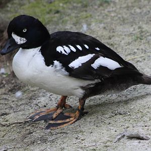 Common goldeneye