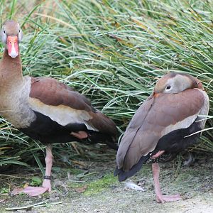 Black-bellied whistling duck