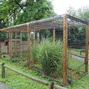 Aussie Walk-Through Yard - Virginia Opossum Exhibit