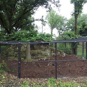 African Crested Porcupine Exhibit