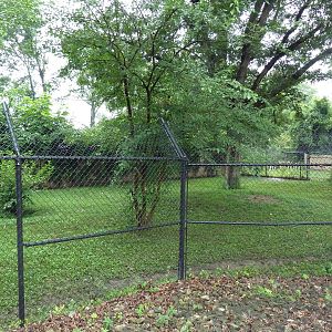 African Wild Dog Exhibit