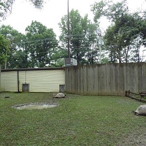 Galapagos Tortoise Exhibit