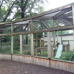 Brown-Headed Spider Monkey Exhibit