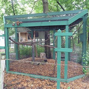 Prehensile-Tailed Porcupine Exhibit