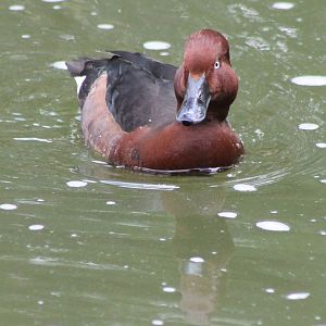 Ferruginous duck