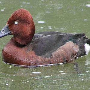 Fegguginous duck