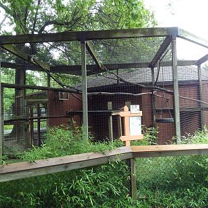 Ring-Tailed Lemur Exhibit