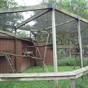 Red Ruffed Lemur Exhibit