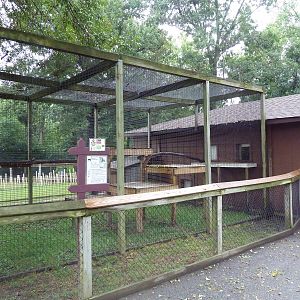 Spectacled Langur Exhibit