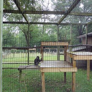 Spectacled Langur Exhibit