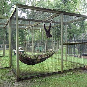 White-Handed Gibbon Exhibit